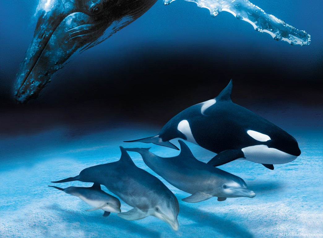 Dolphin Image Dekstop HD Wallpaper Themes