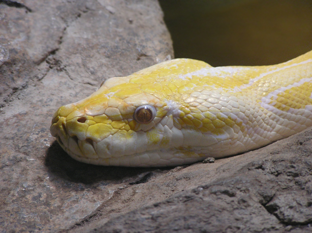 Albino Burmese Python 2 by TalkStock