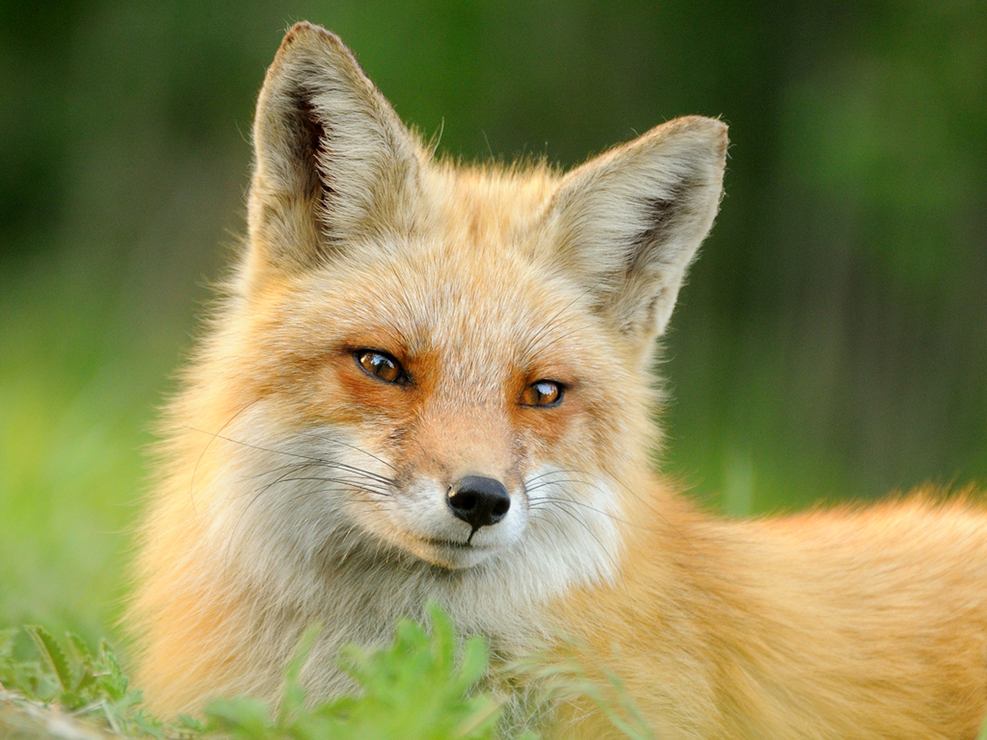 Wallpaper Fox Animal Red Hair Face Summer Grass