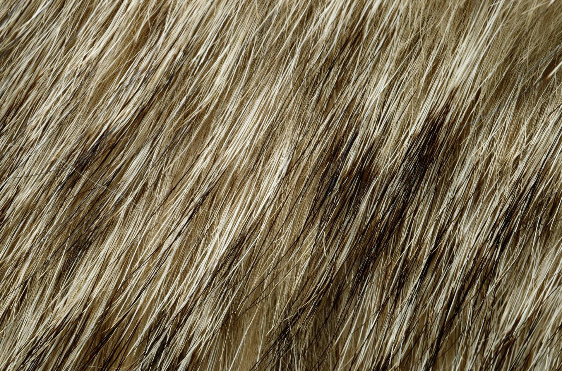 Animal Fur Wallpaper