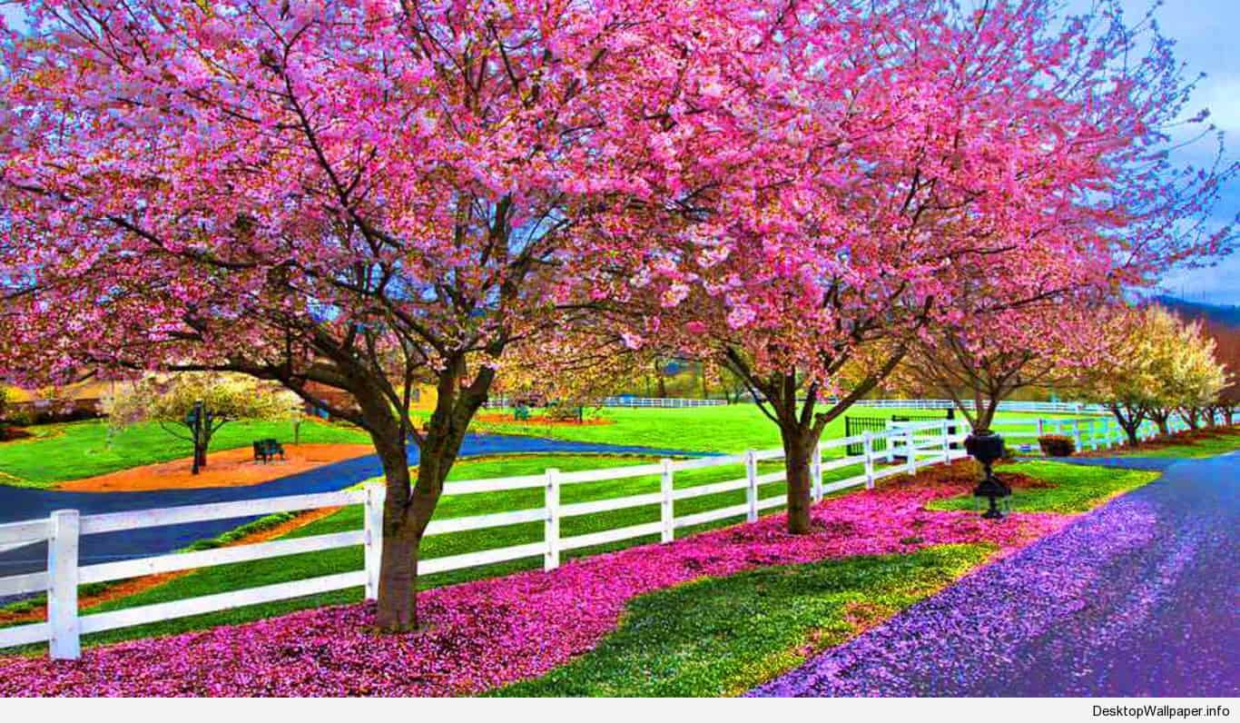 Nature Spring Full Hd Wallpaper Desktop | Search ImageJpg