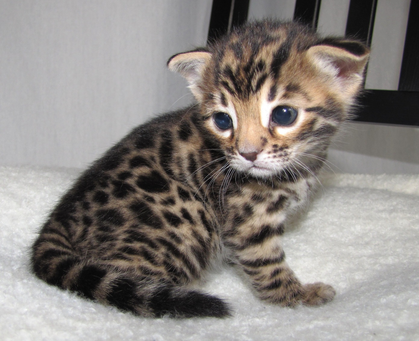 Baby Bengal Cat HD Wallpaper Background Image
