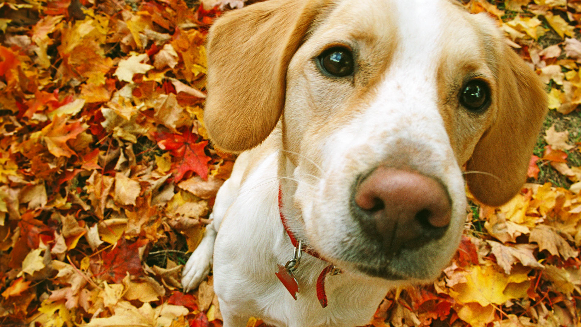 Beagle Desktop Pc And Mac Wallpaper