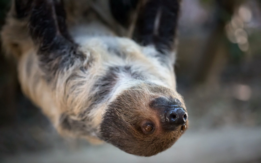 Sloth Wallpaper Daily Background In HD