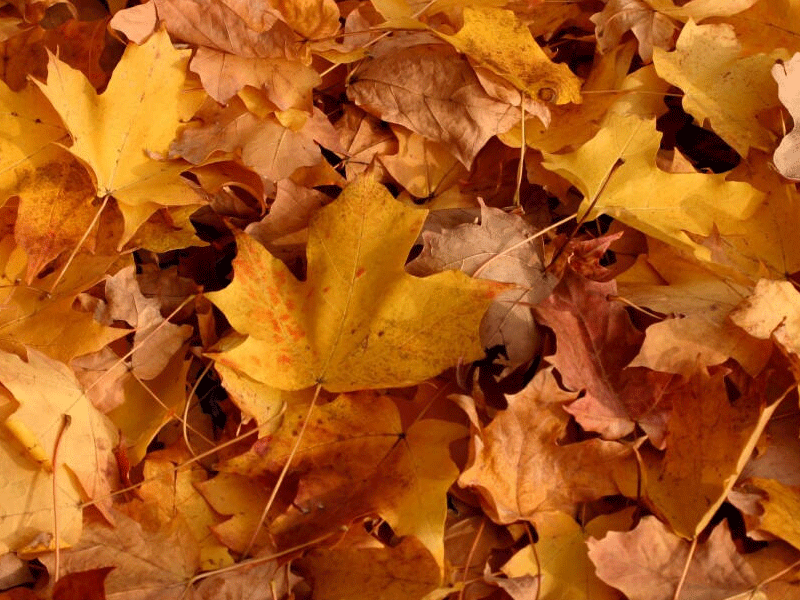 Thanksgiving Wallpaper Fall Leaves Autumn Leaf