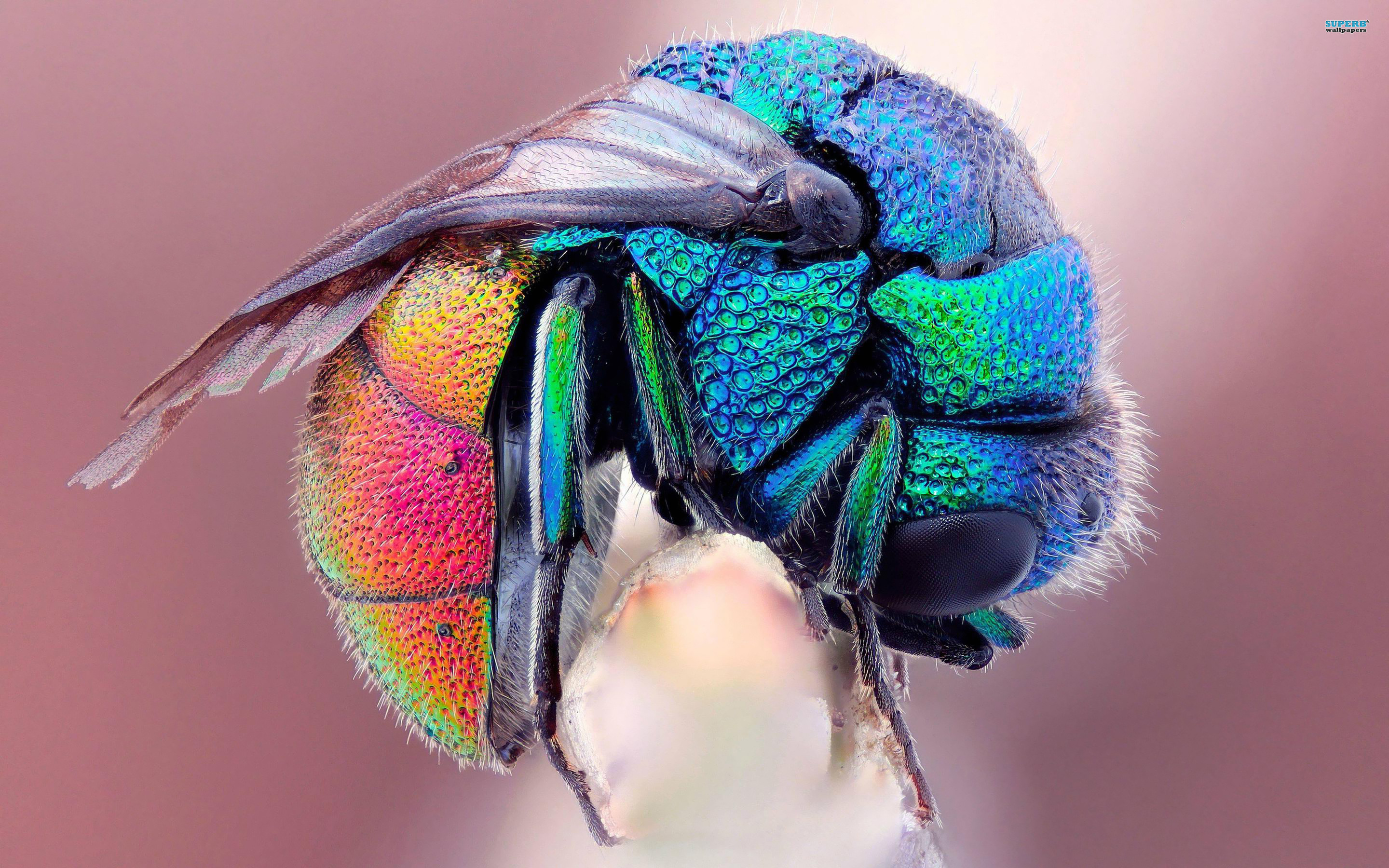 Colorful Insects Wallpaper