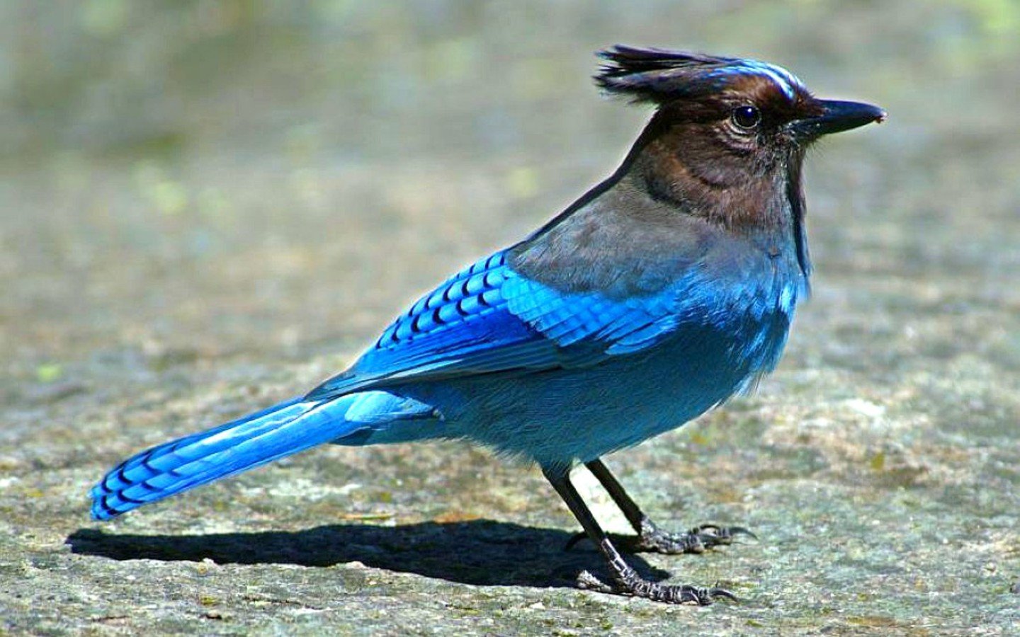 bluebird rock wallpaper eastern bluebird blue bird blue bird tattoos 1440x900