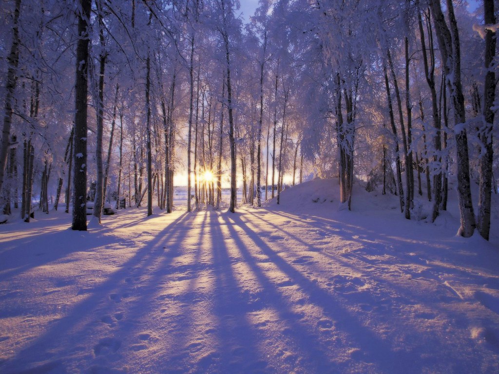 Nature Sunlight Through The Woods Winter Scene Desktop Wal