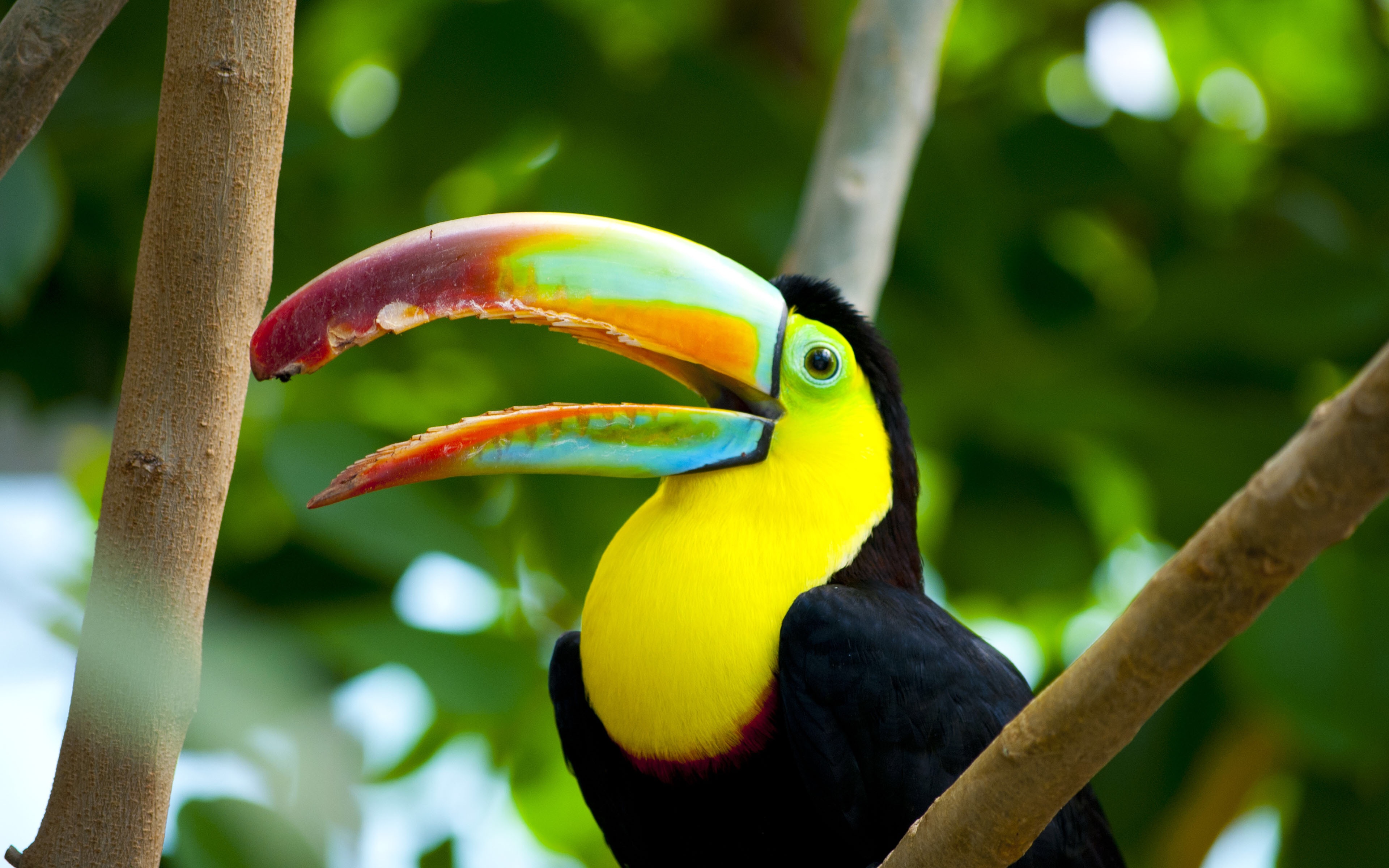 Beautiful Bird With Color Toucan Wallpaper HD