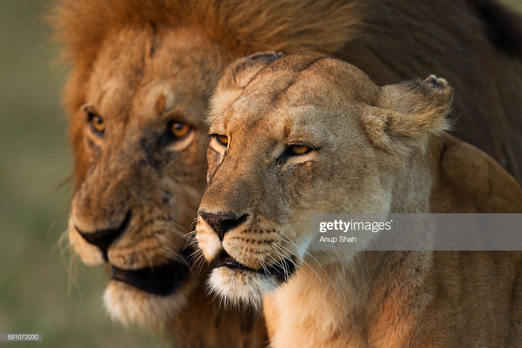 Lioness Portrait With Lion Male In The Background High Res Stock