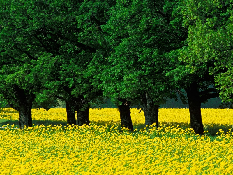  Yellow Mustard Flowers Louisville Kentucky Nature Fields HD Wallpaper