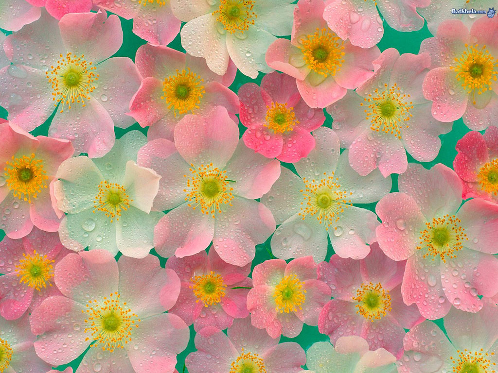Flowers images pretty ness wallpaper photos 248091 1024x768