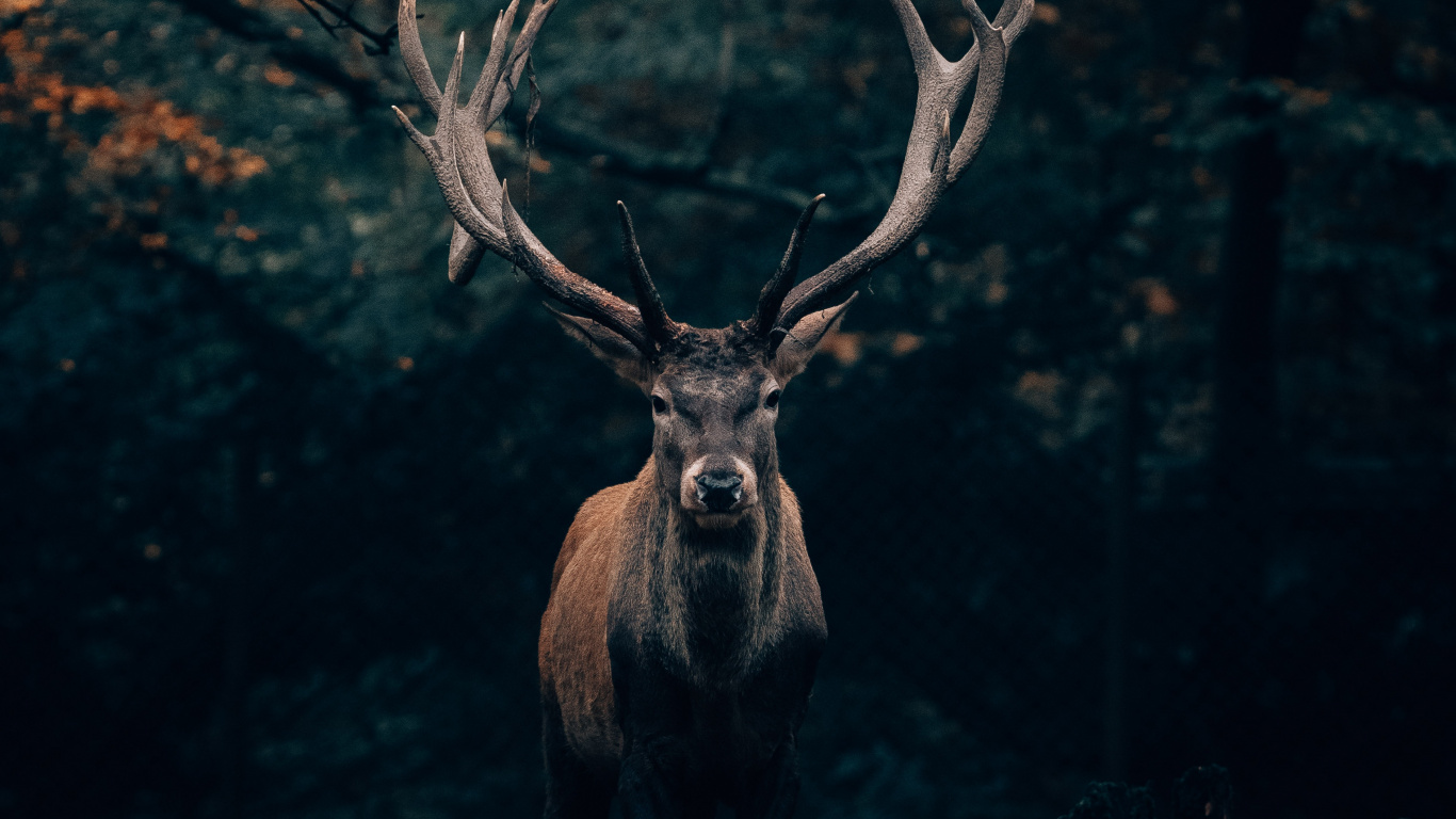 Deer Portrait Big Horns Animal Wallpaper