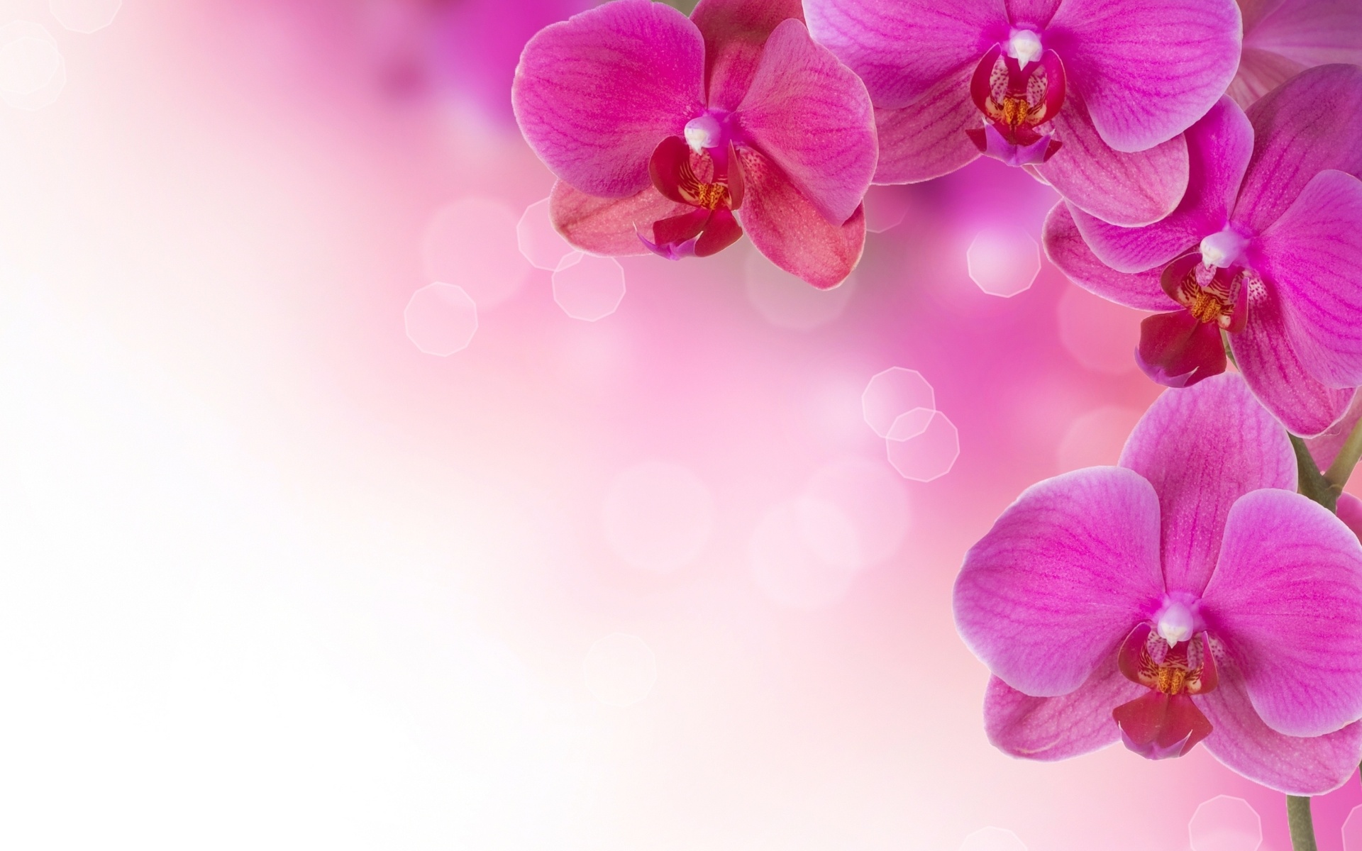abstract flowers soft pink wallpaper background