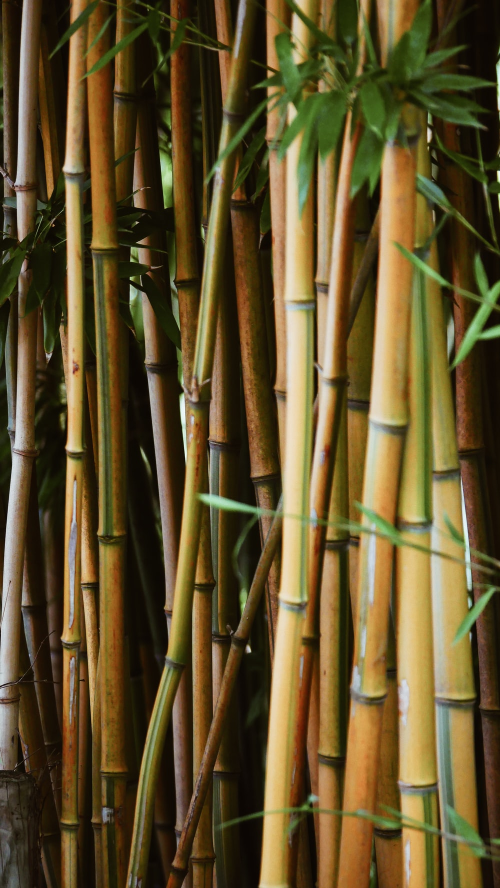100 Bamboo Pictures Download Images Stock Photos on Unsplash 1000x1777