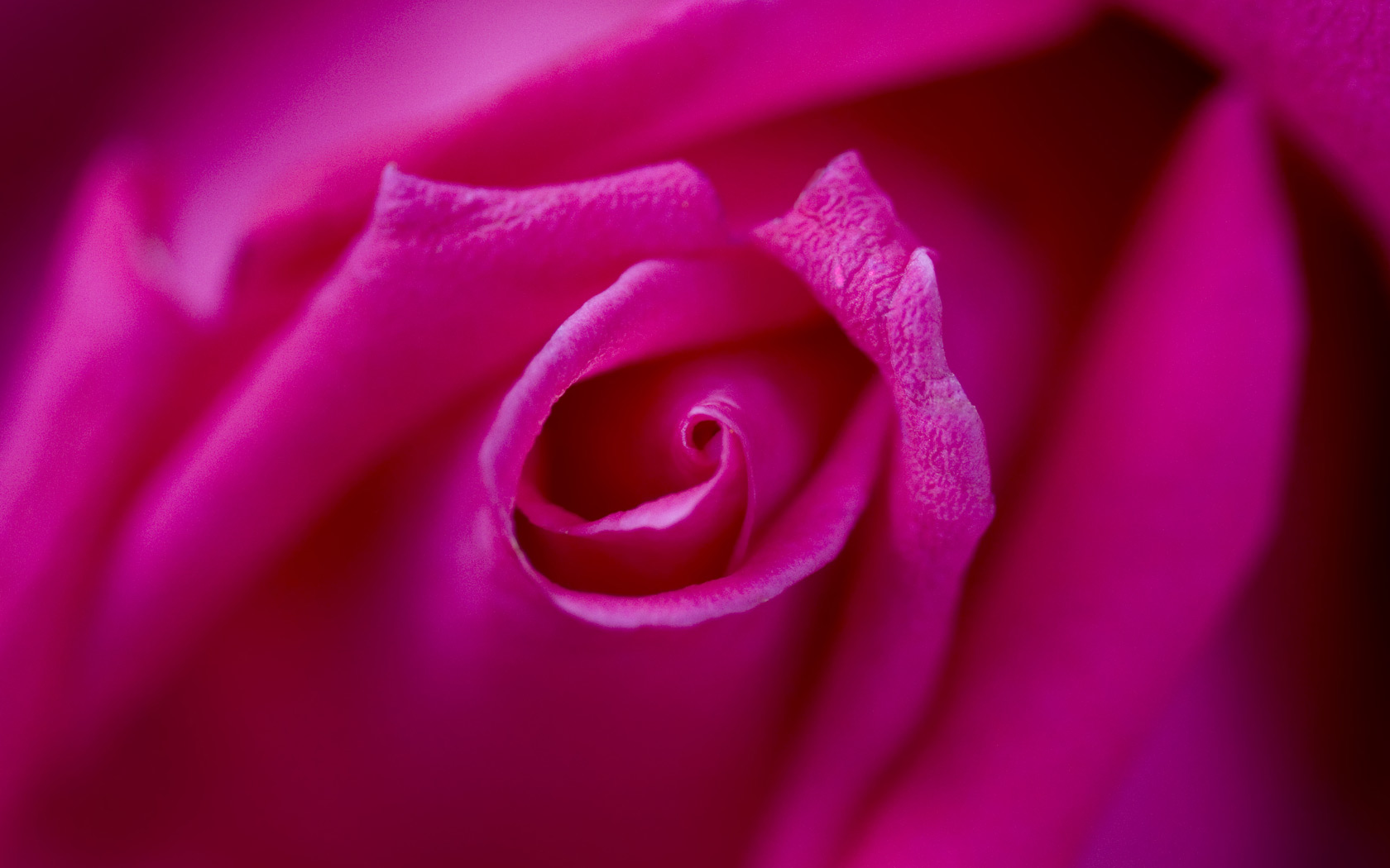 Beautiful Pink Center of a Rose   Rose Background   1680x1050 pixels