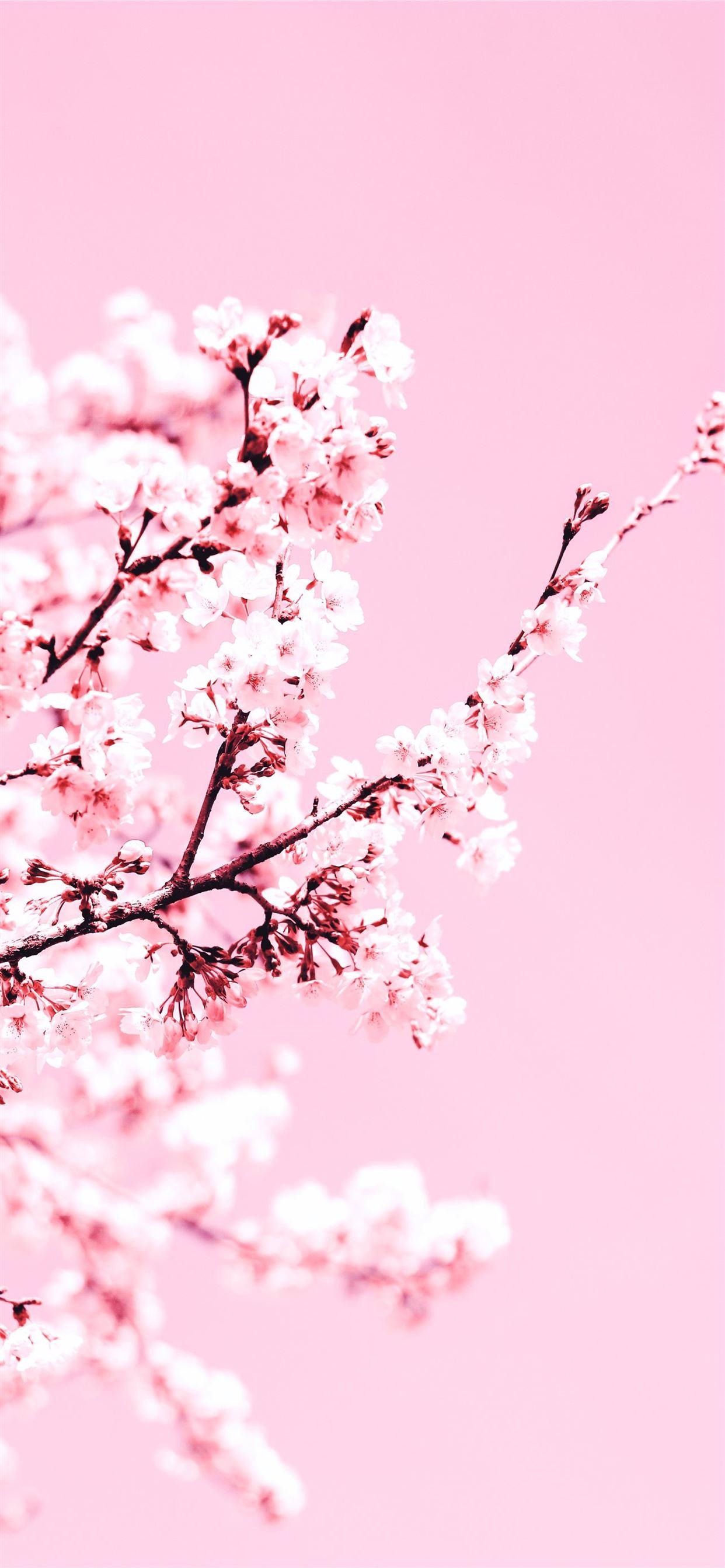 Best Cherry blossoms iPhone HD Wallpapers - iLikeWallpaper