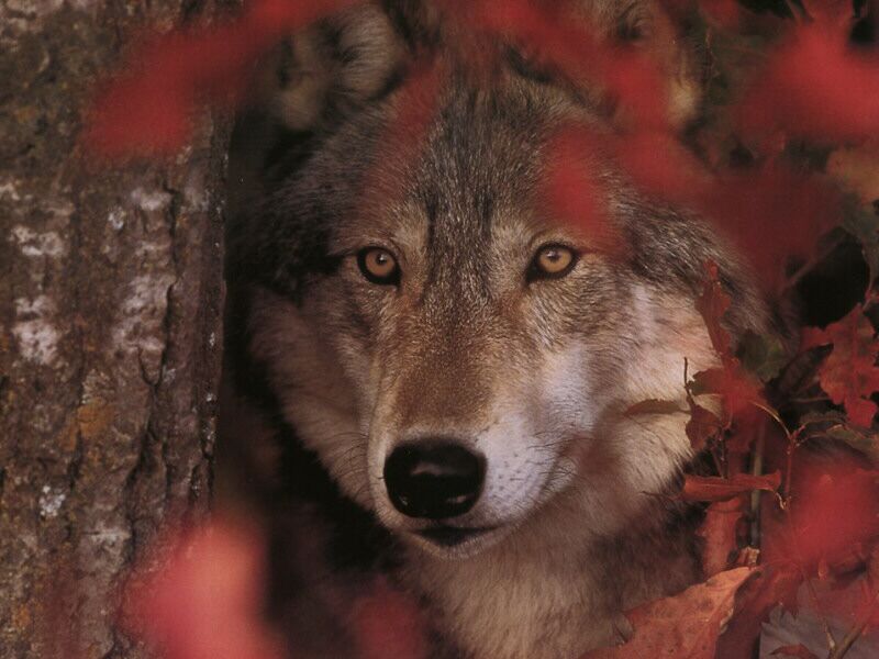 Timber Wolf Wallpaper Wolves