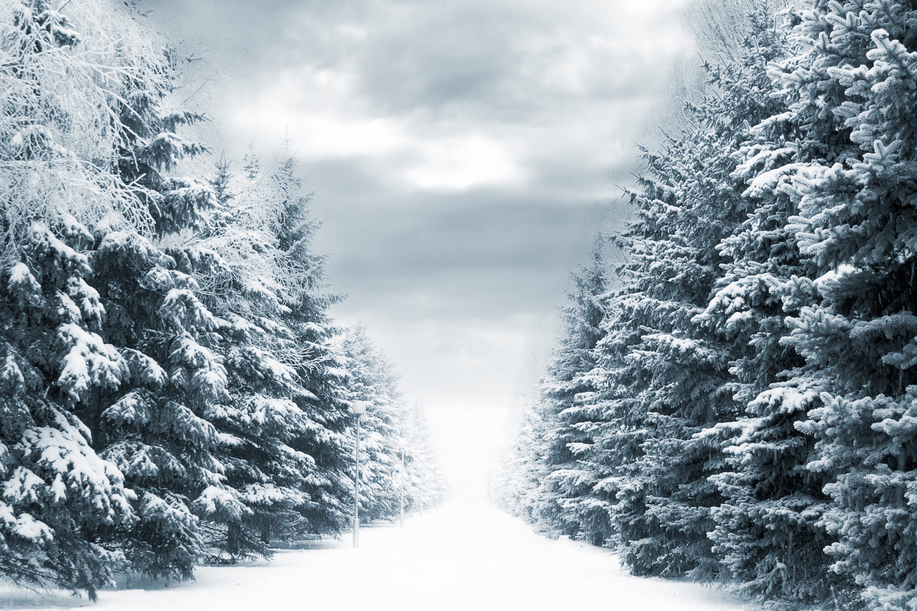 Wallpaper Winter Snow Forest Spruce Desktop
