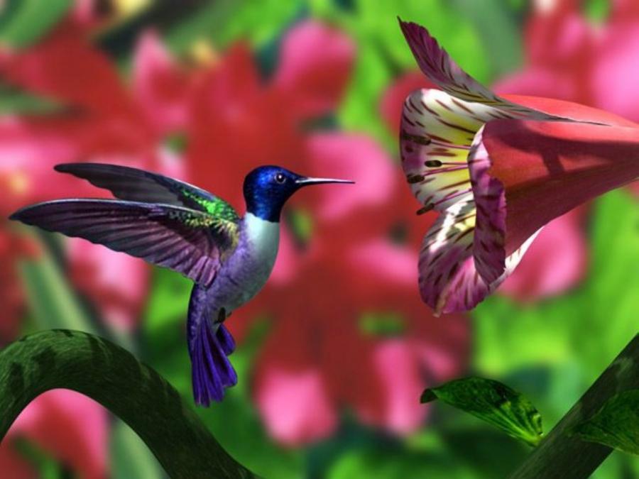 Hummingbird with flower   Pixdaus