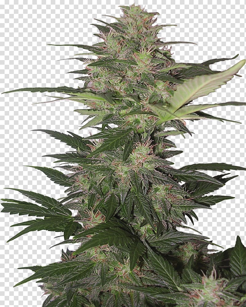 Kush Skunk Cannabis Sativa Autoflowering