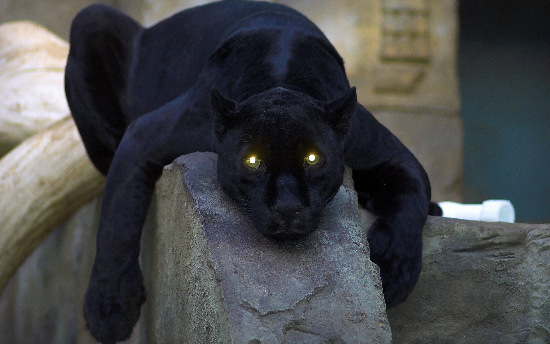 Panther Wallpapers Best Wallpapers 1920x1200