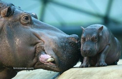 Mother Hippo Nudging A Disturbed Looking Baby Via