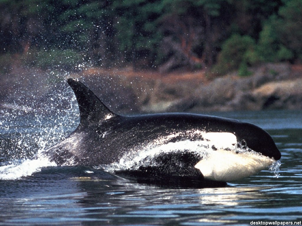 Source Url Desktopwallpaper Animals Killerwhale