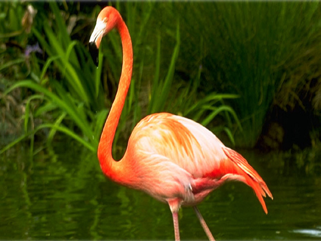 My Wallpaper Nature Flamingo