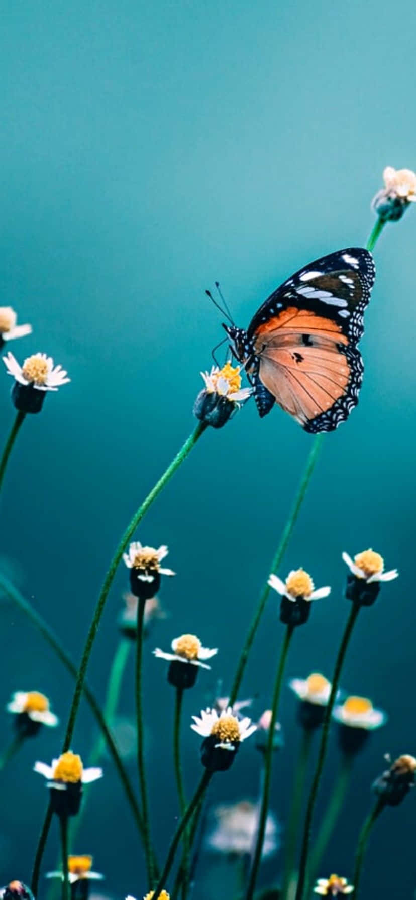 The Beauty Of Love And Nature Blossoms Together Wallpaper