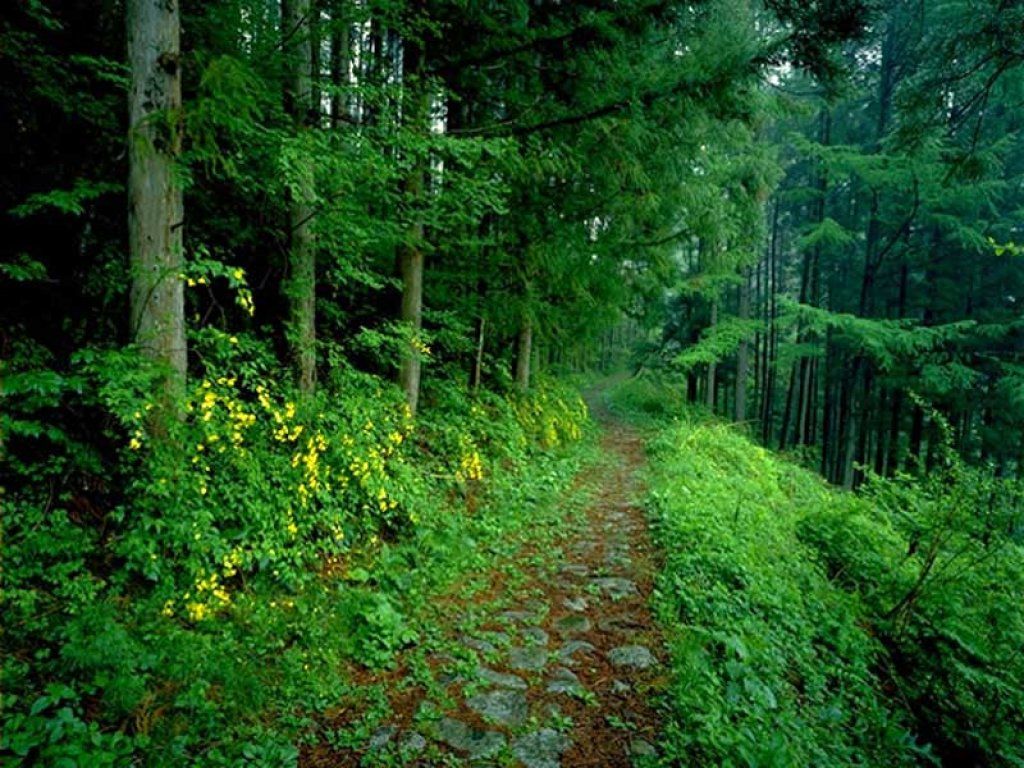 Hilly Areas Of The World Forest HD wallpapers