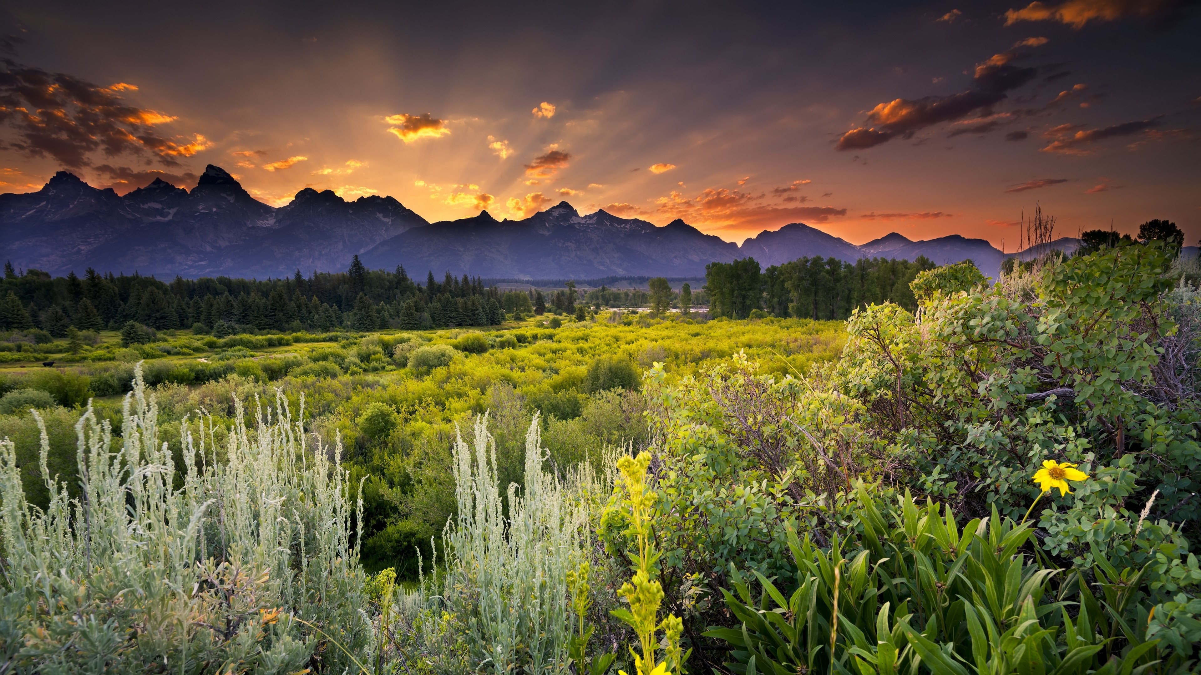 Scenic mountain range at sunset with wildflowers in the foreground