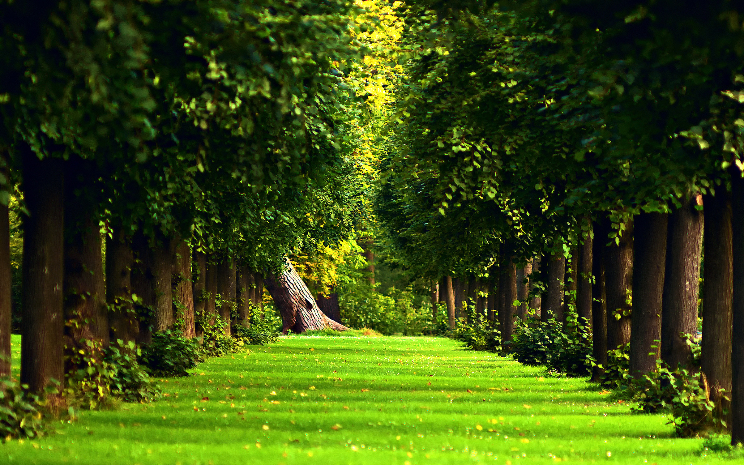 Beautiful Forest Wallpaper