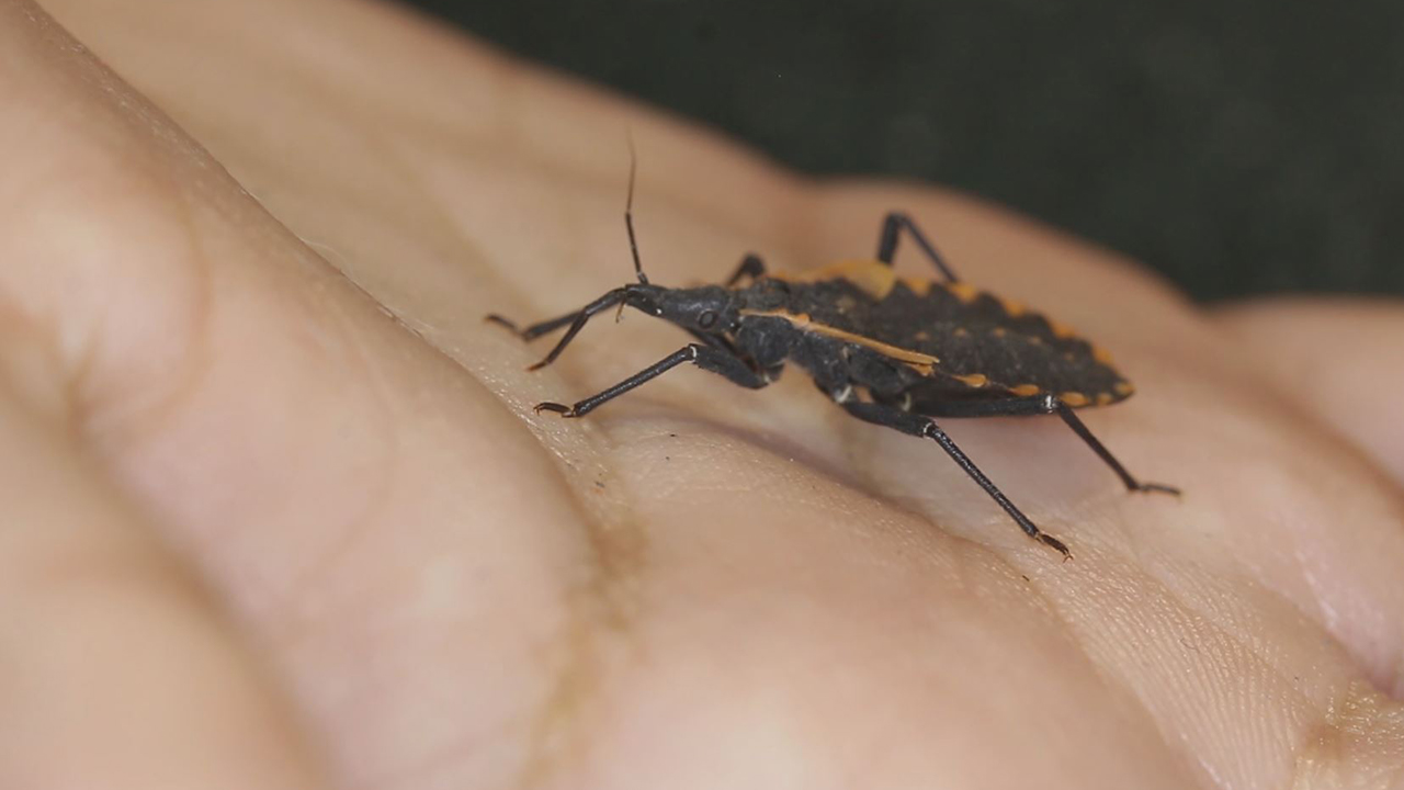 The Kissing Bug   When small bugs cause big problems This