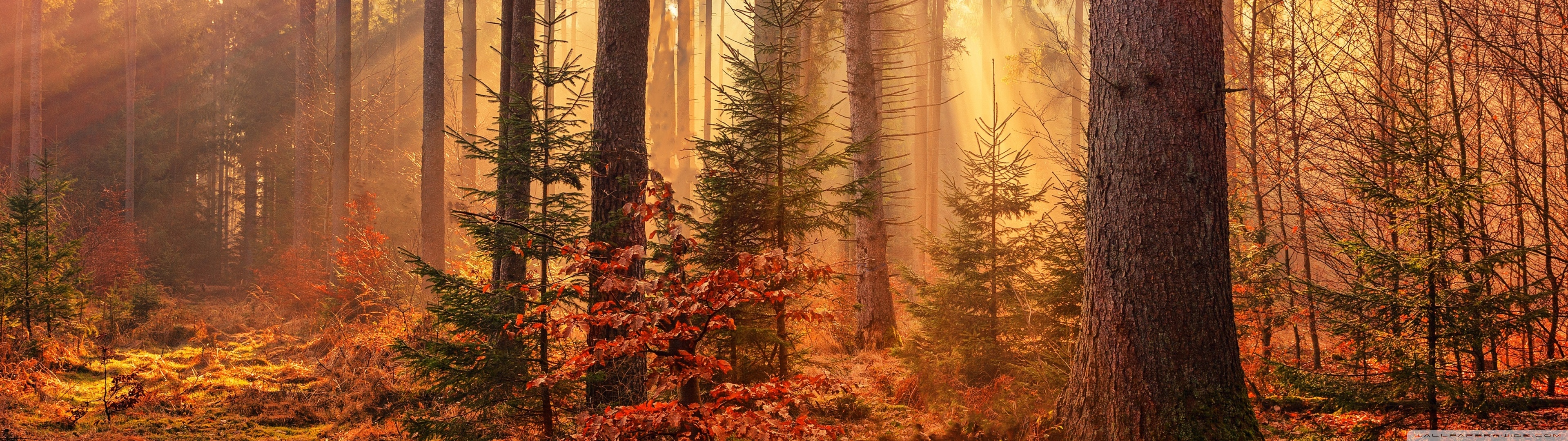 Autumn Forest Path Ultra HD Desktop Background Wallpaper For 4k