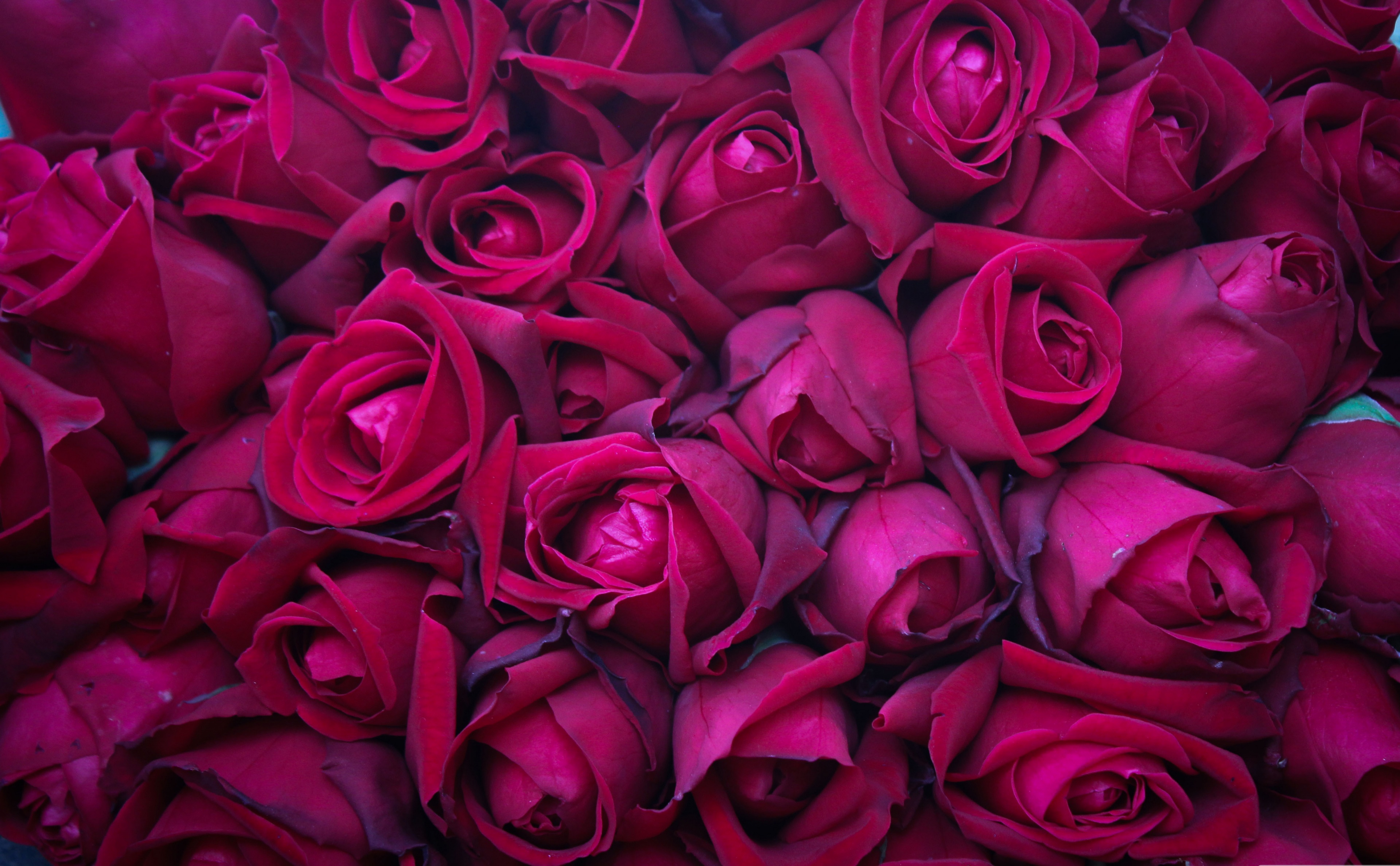 Close-up of a Bouquet of Vibrant Pink Roses