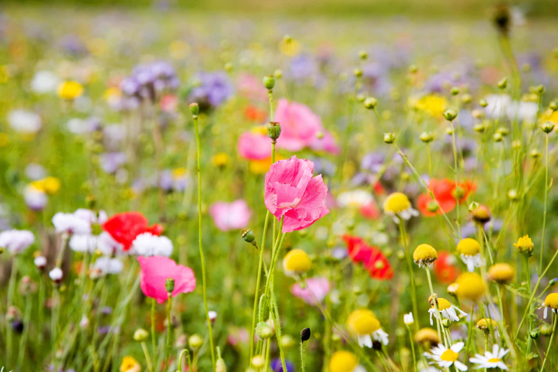 Wildflowers Do0hcsi28e97jj6t Wallpaper