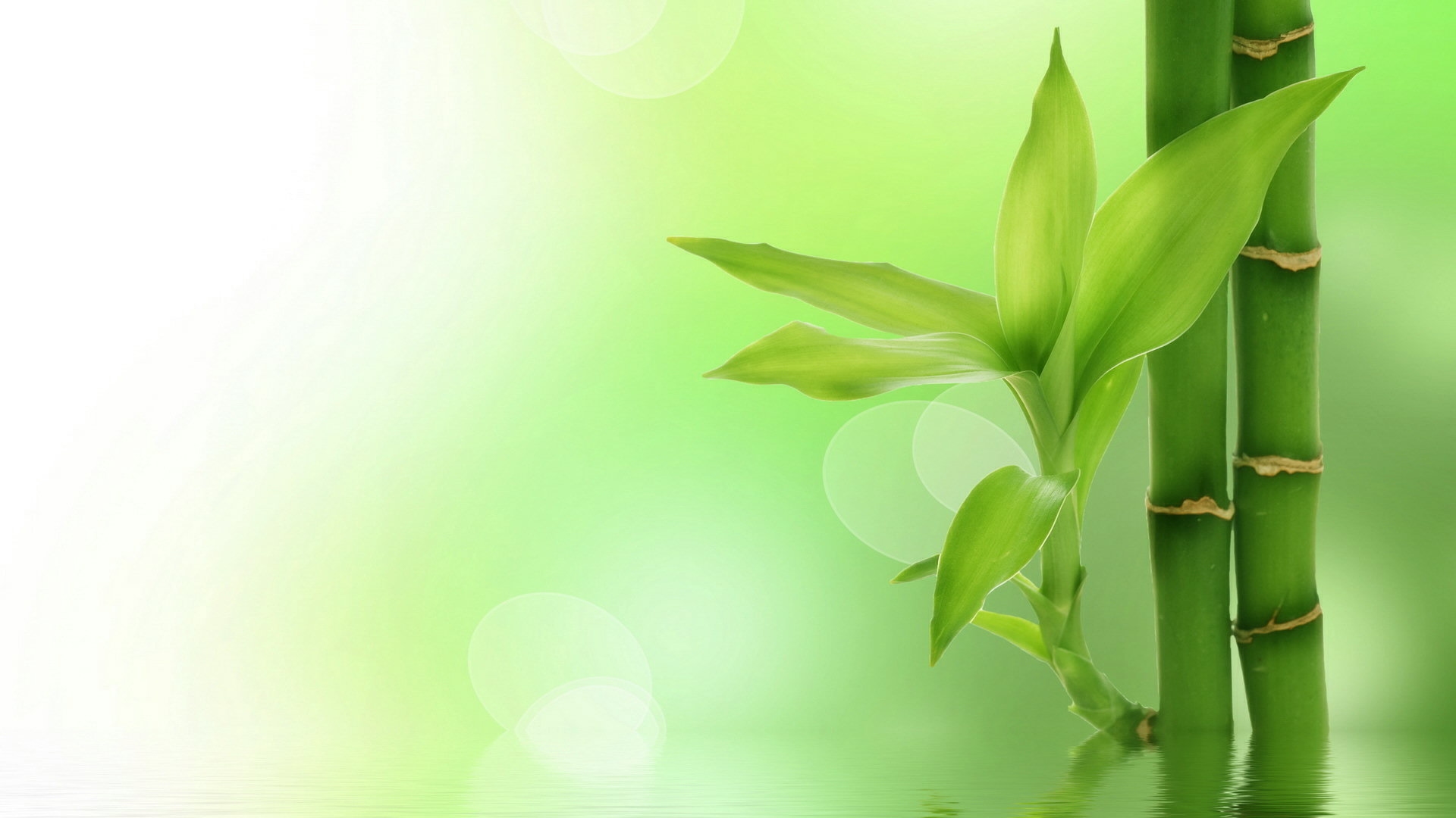HD Cute Green Bamboo Desktop Wallpaper Background