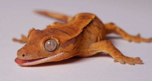 Crested Gecko Wallpaper By Jmorrisbw2007