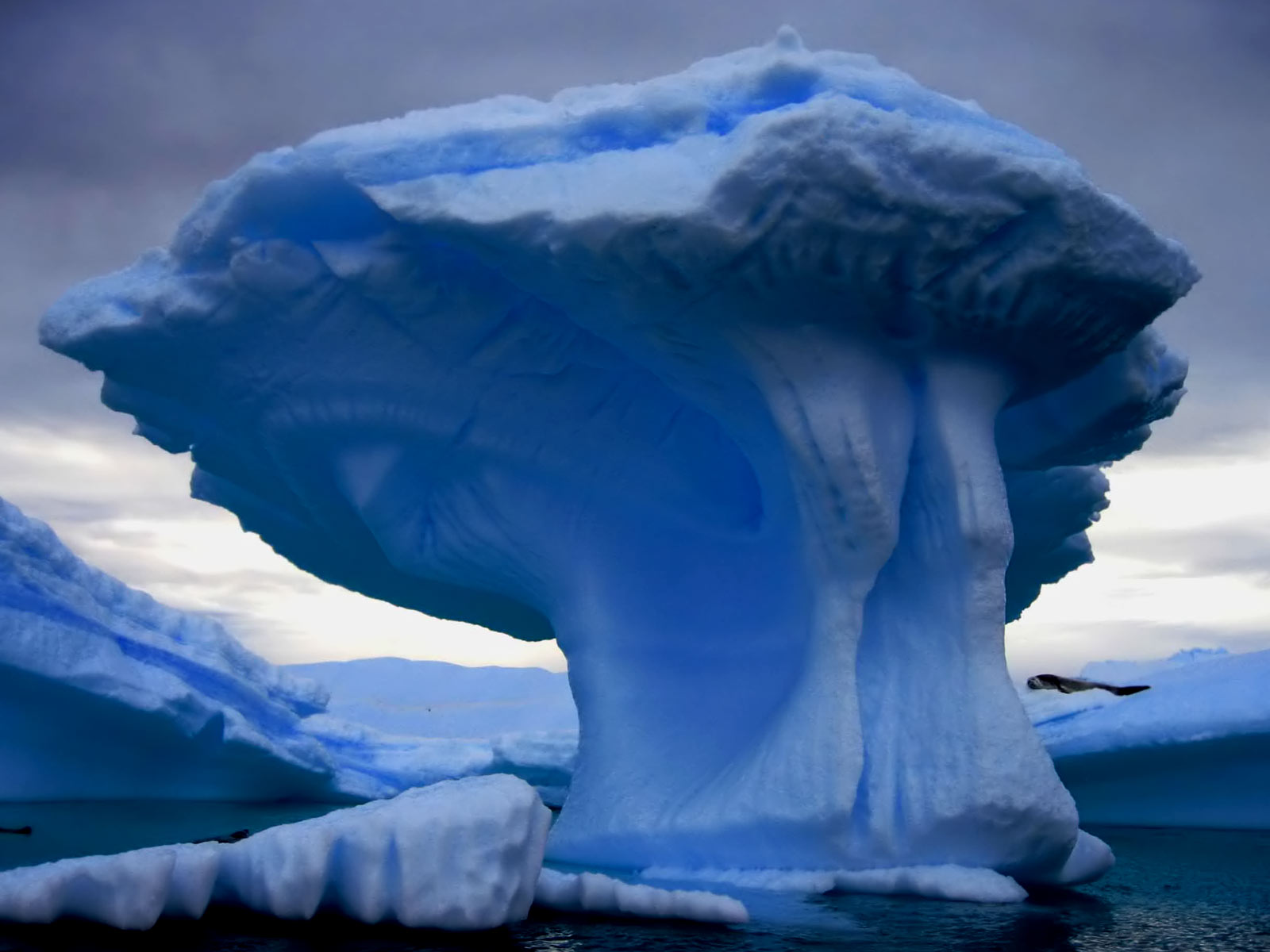 Violetas Iceberg