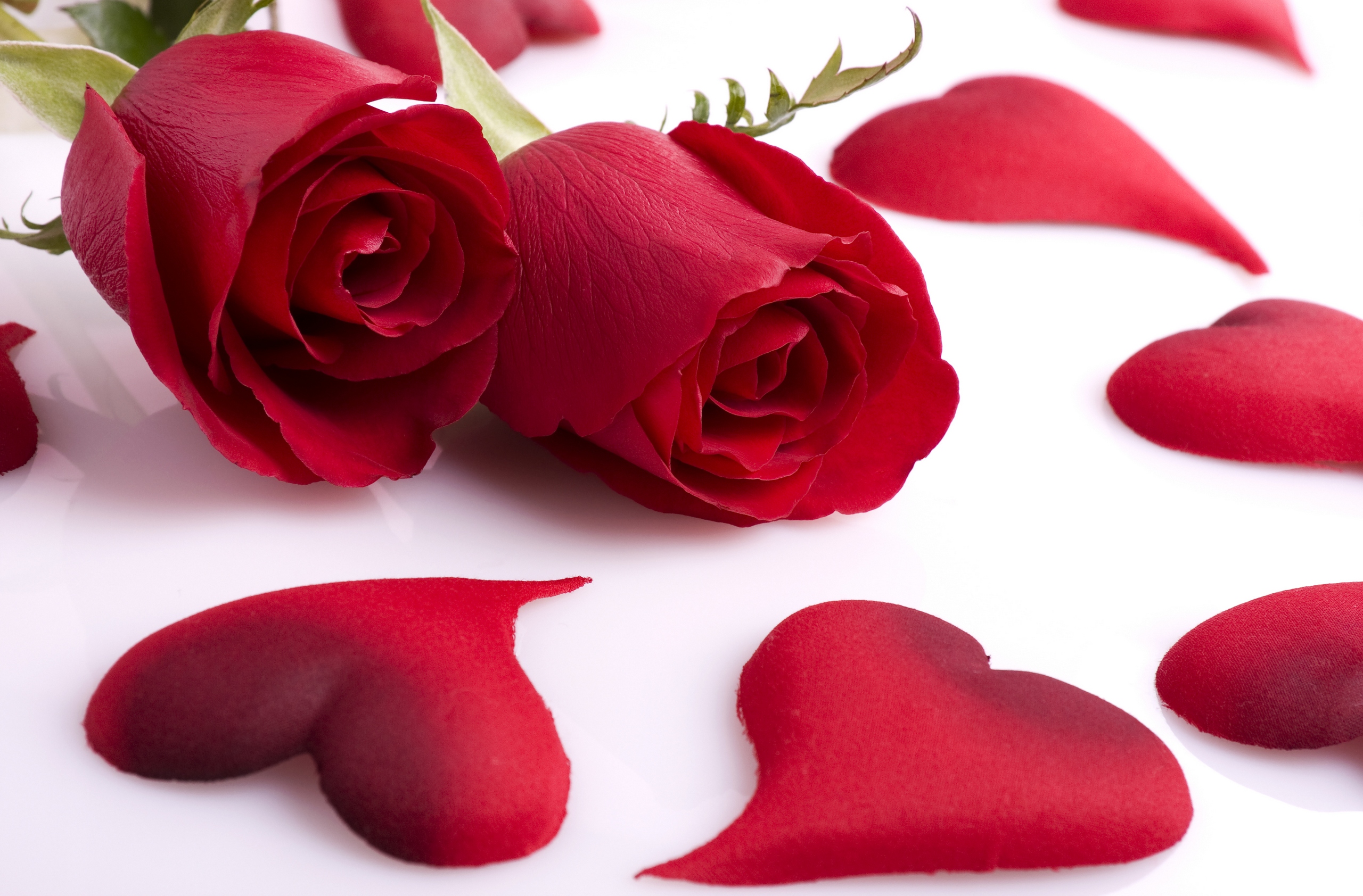 Red Rose Love Heart Shaped Petal HD Wallpaper