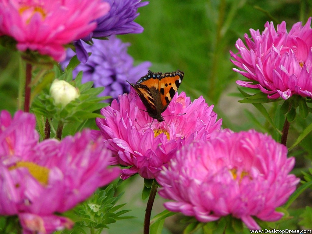 Wallpaper Flowers Background Pink With Butterfly