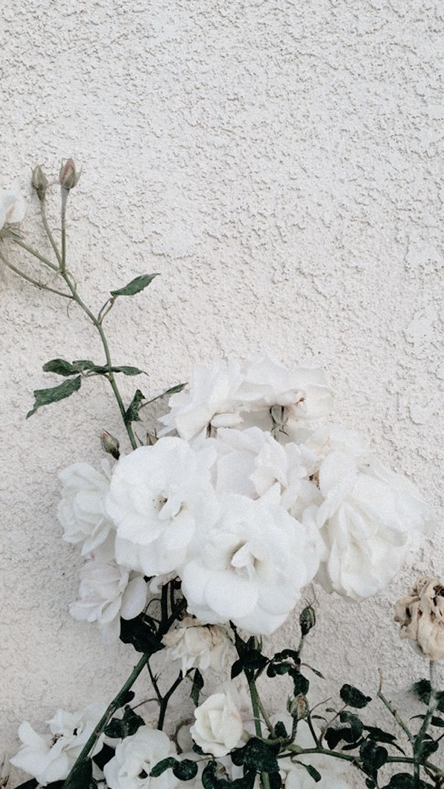 Pin Oleh Ama Di Moda Bunga Peony Wallpaper