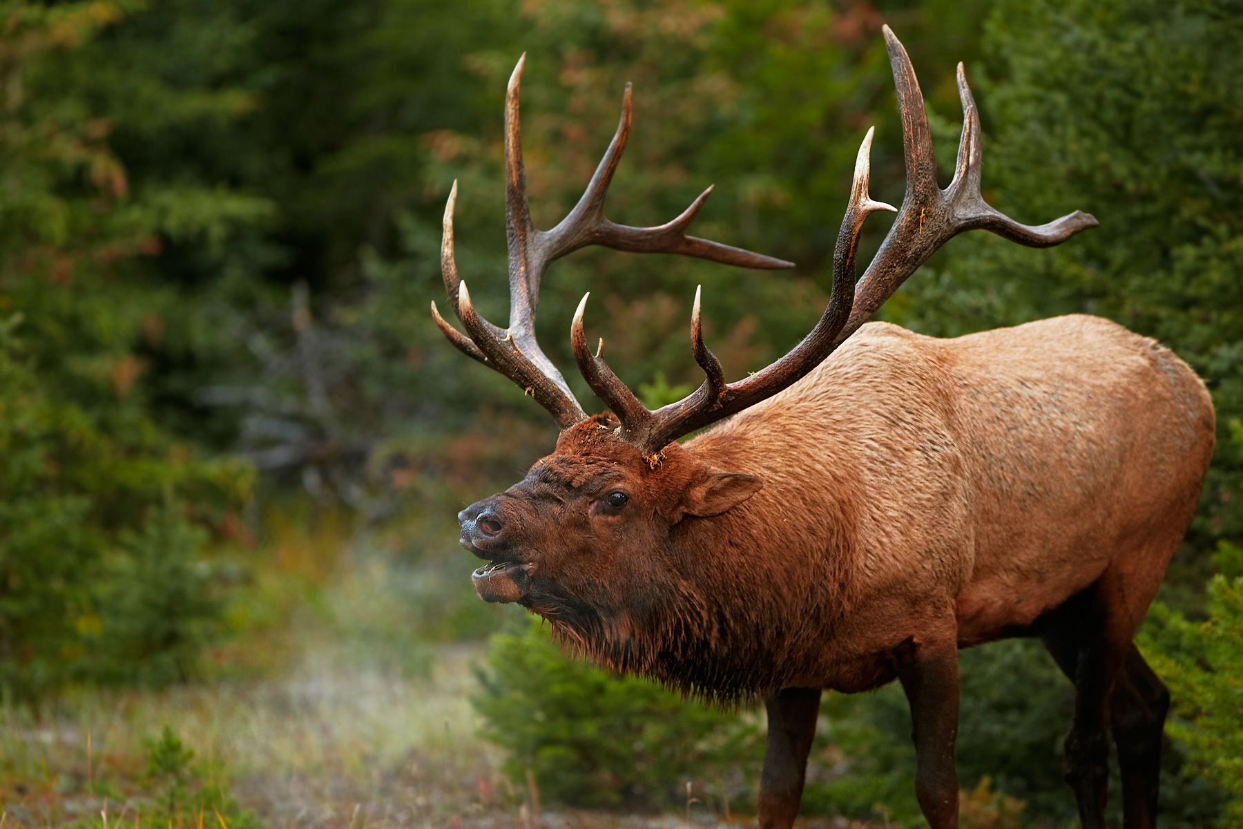 Elk Background
