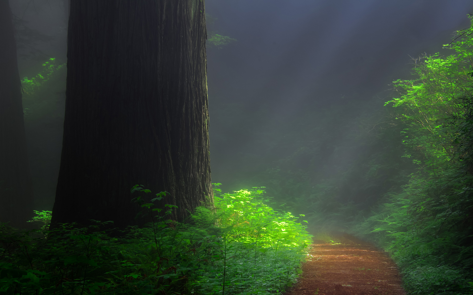 Wallpaper Redwood Forest Trail Tree Sequoia Nature