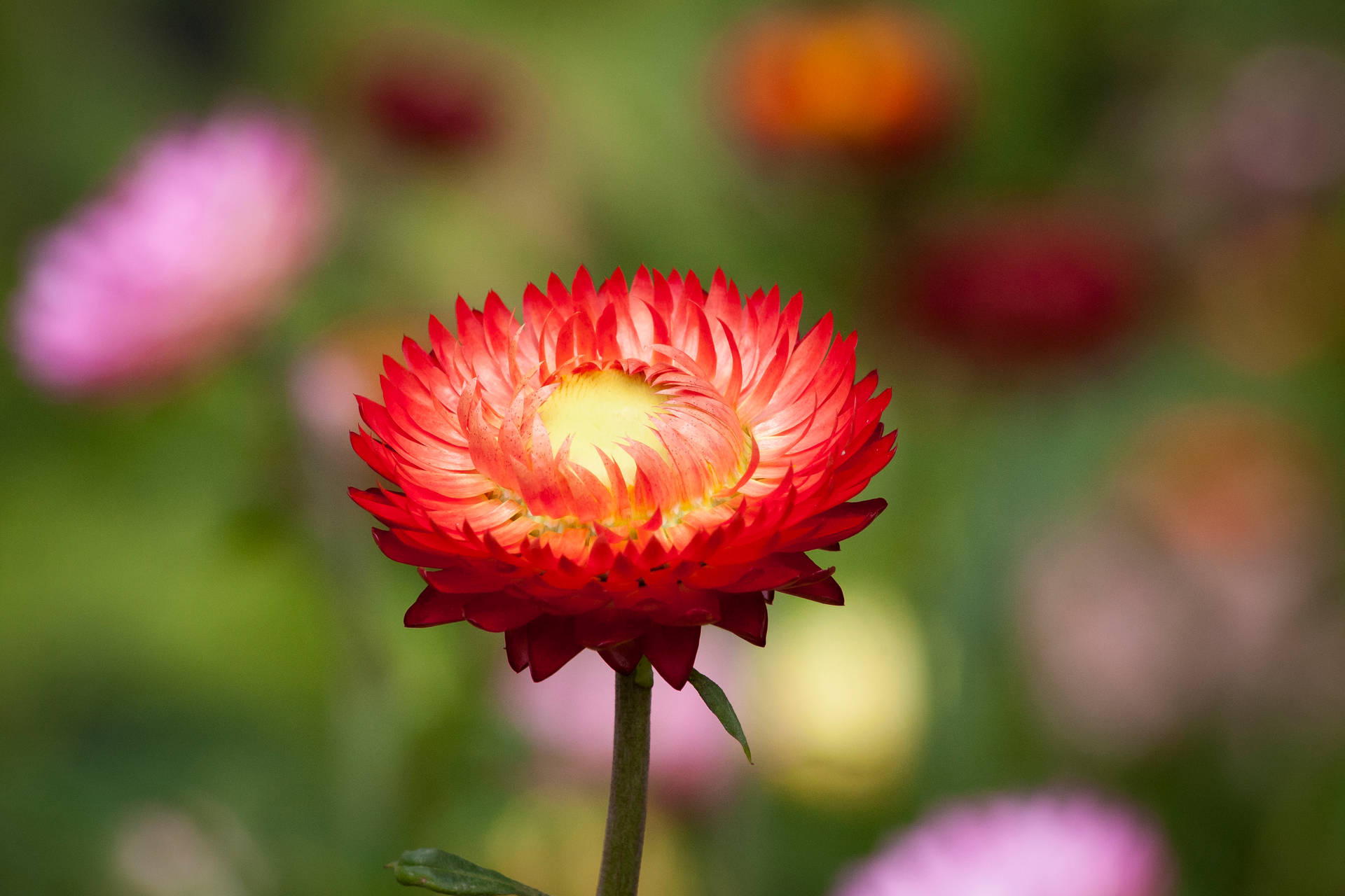 Top Natural Flower Wallpaper Full HD 4k To Use