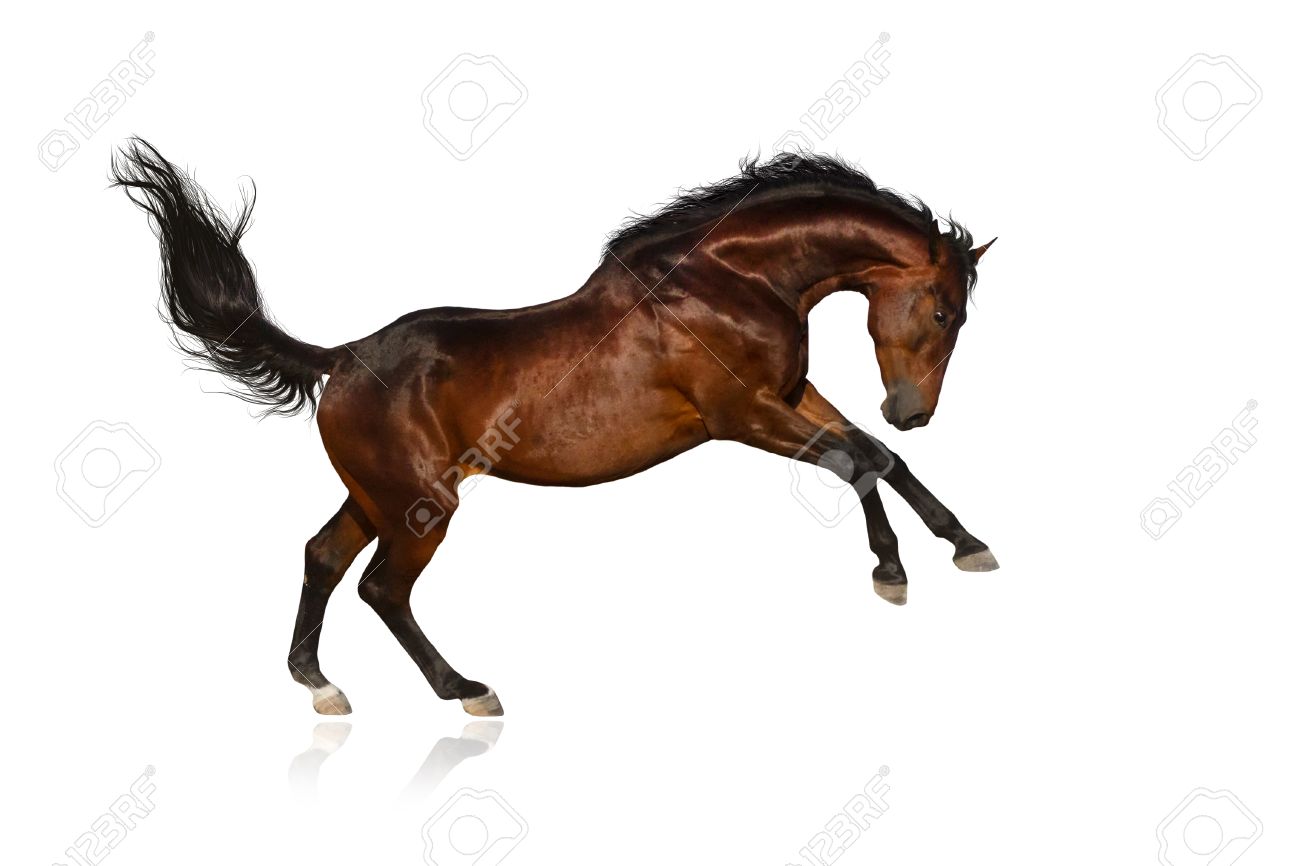 Beautiful Bay Horse Jump On White Background Stock Photo Picture