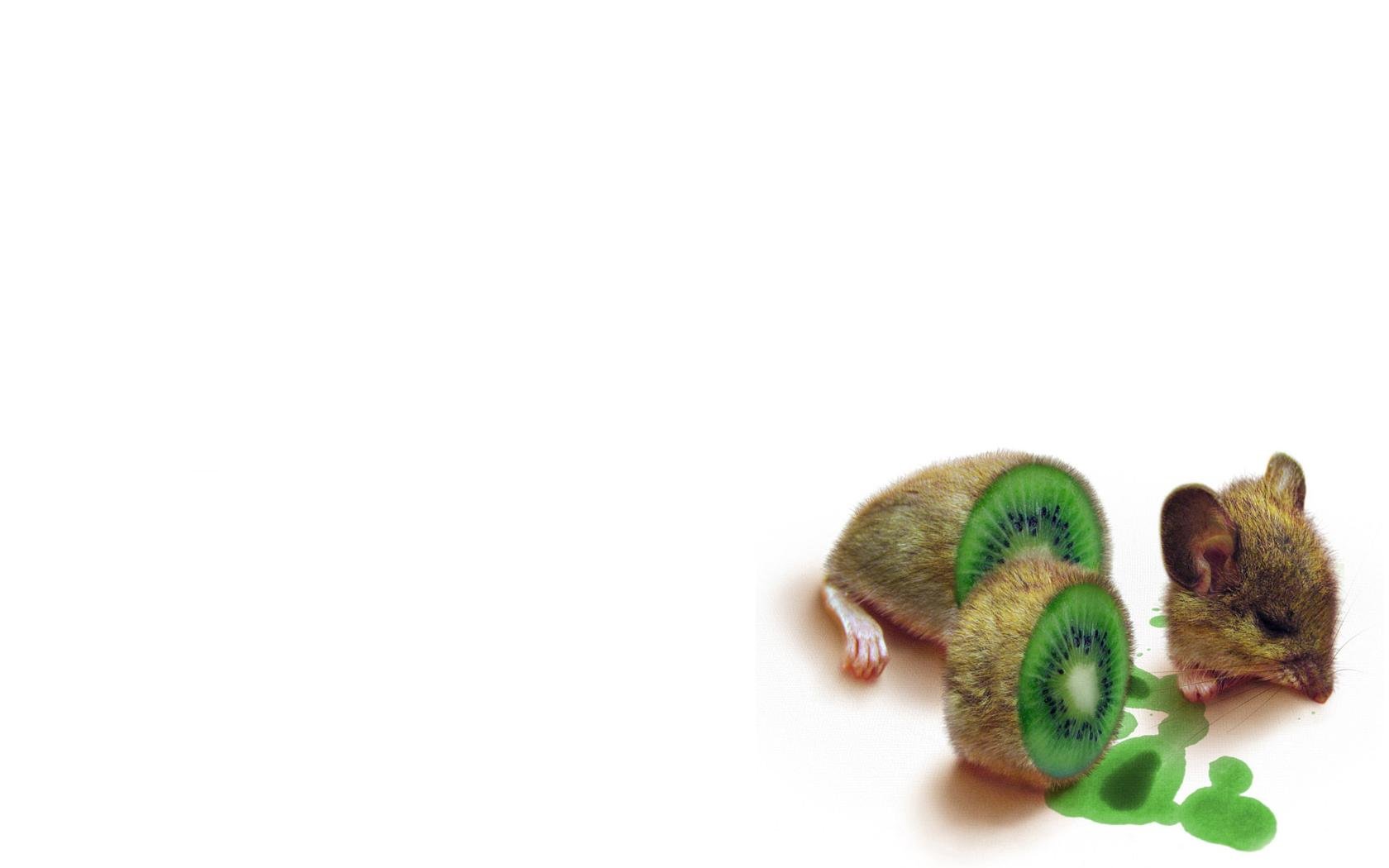 Kiwi Wallpaper HD