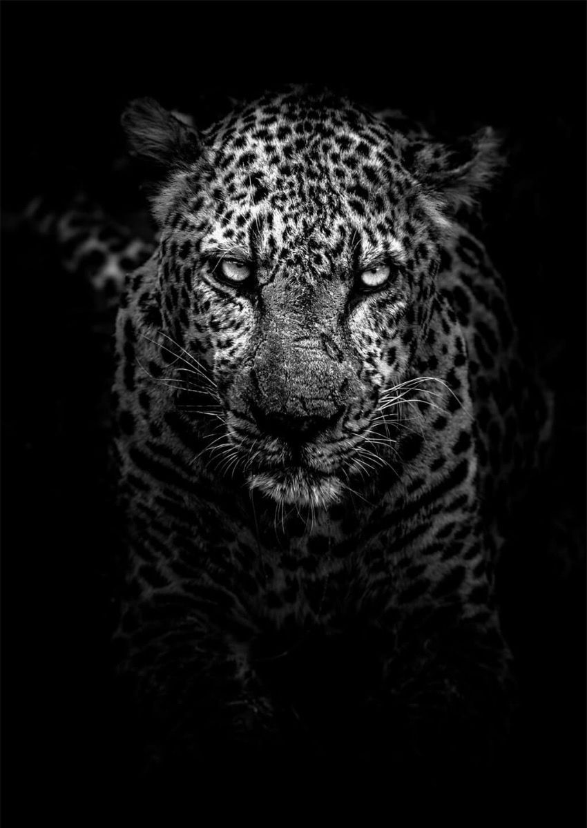 Hungry Leopard Poster Wallpaper Animal Animals