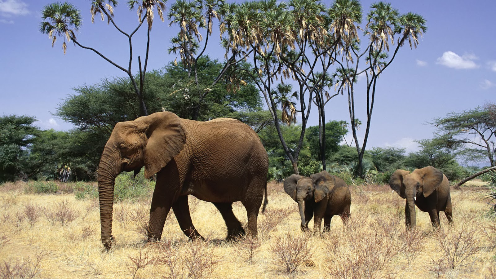 African Animals Safaris Beautiful Red Majestic Elephants